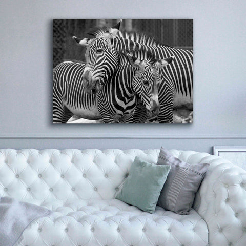 'Zebras' by Mike Jones, Giclee Canvas Wall Art,54 x 40