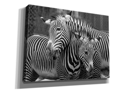 'Zebras' by Mike Jones, Giclee Canvas Wall Art