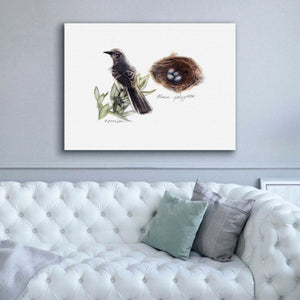 'Bird & Nest Study I' by Bruce Dean, Giclee Canvas Wall Art,54x40