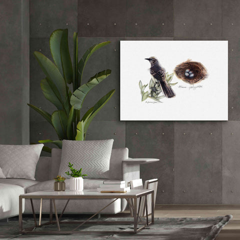 Image of 'Bird & Nest Study I' by Bruce Dean, Giclee Canvas Wall Art,54x40