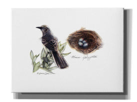 'Bird & Nest Study I' by Bruce Dean, Giclee Canvas Wall Art