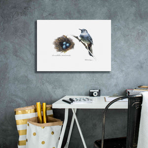 'Bird & Nest Study II' by Bruce Dean, Giclee Canvas Wall Art,26x18
