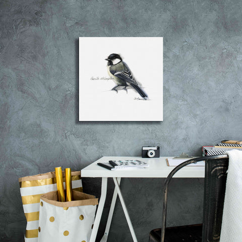 Image of 'Songbird Study II' by Bruce Dean, Giclee Canvas Wall Art,18x18