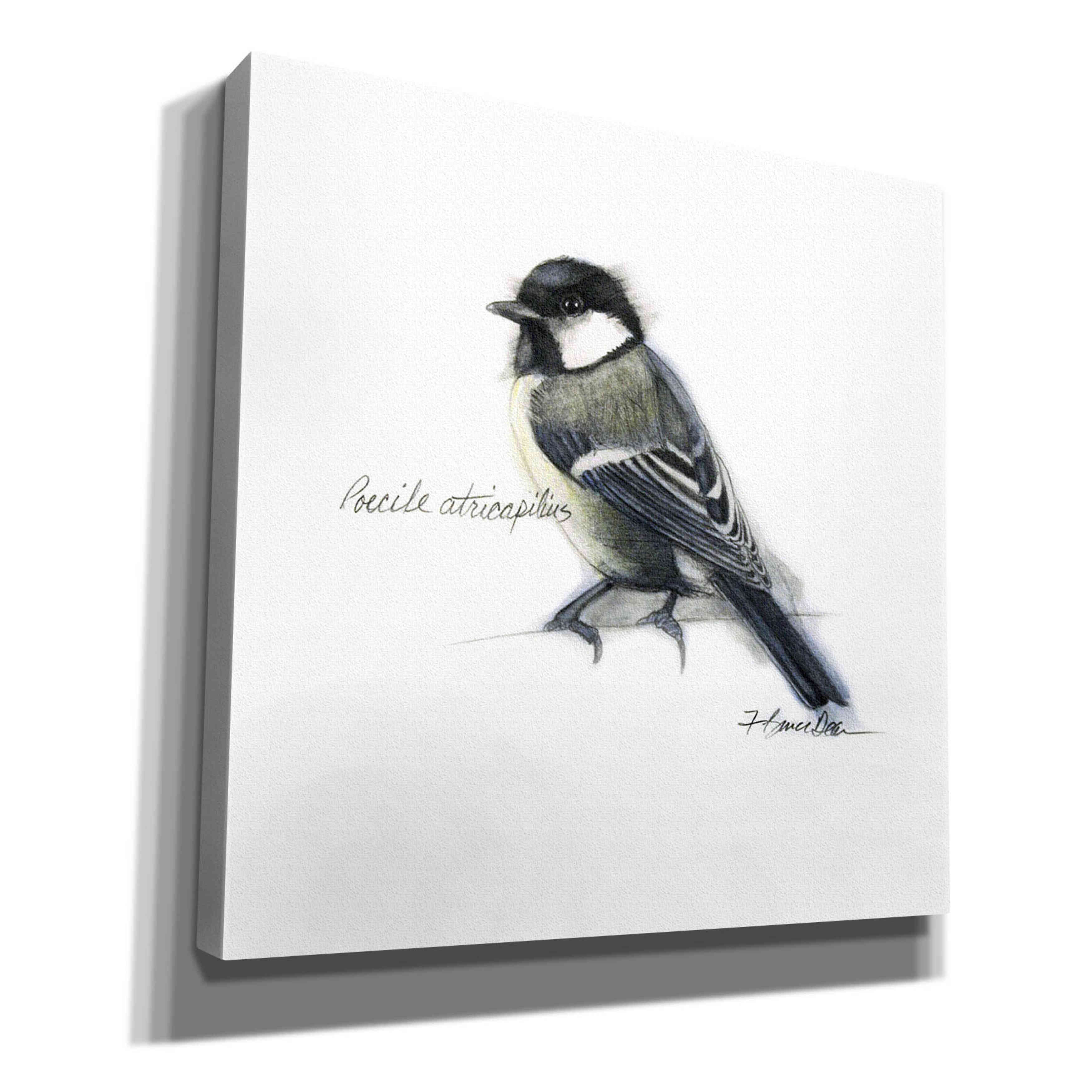 'Songbird Study II' by Bruce Dean, Giclee Canvas Wall Art