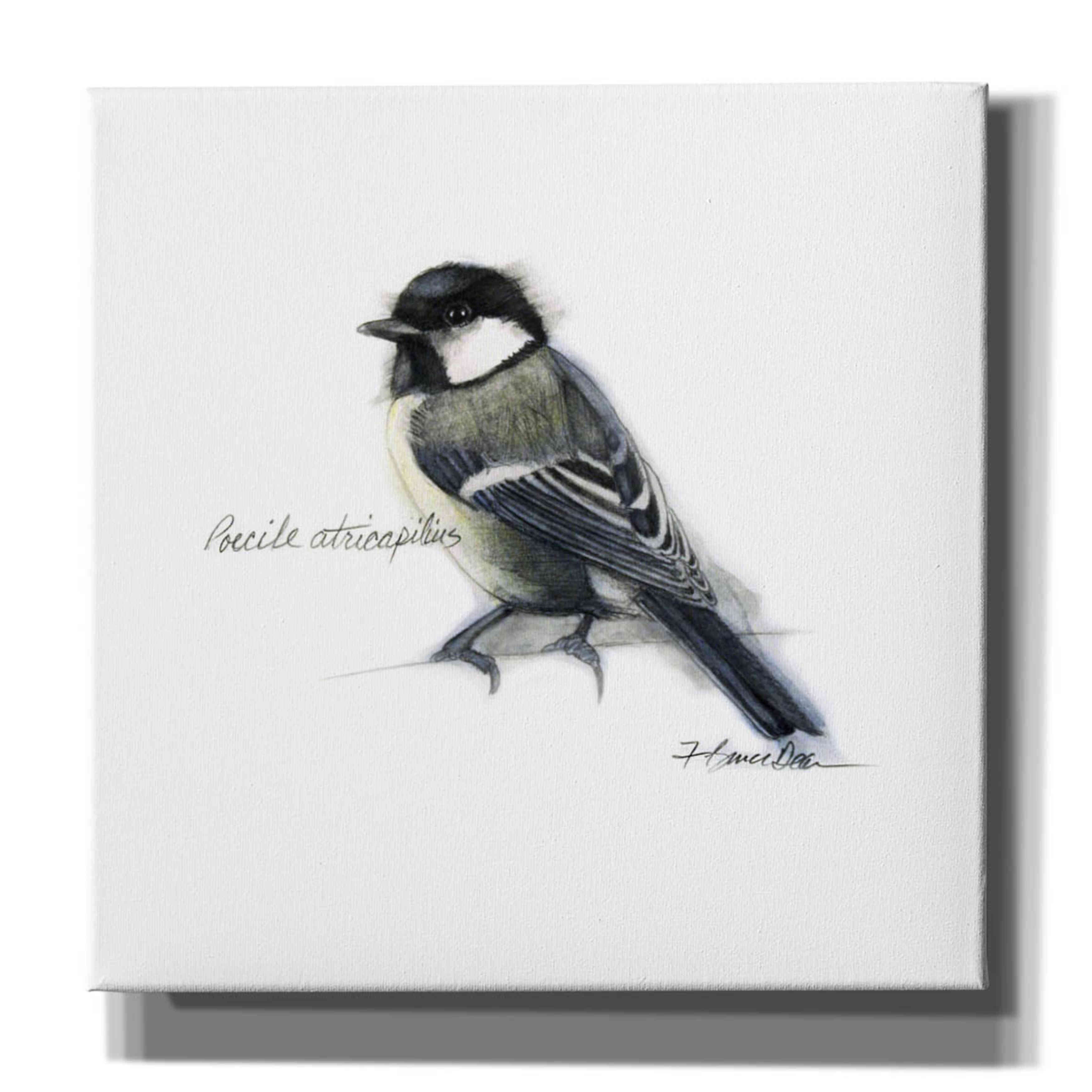 'Songbird Study II' by Bruce Dean, Giclee Canvas Wall Art