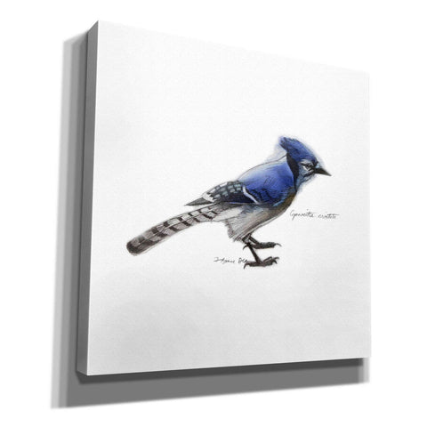 Image of 'Songbird Study III' by Bruce Dean, Giclee Canvas Wall Art