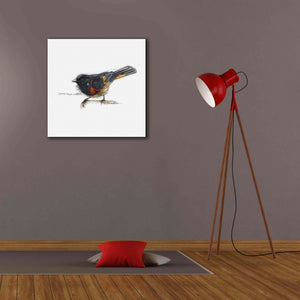 'Songbird Study IV' by Bruce Dean, Giclee Canvas Wall Art,26x26