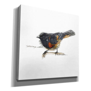 'Songbird Study IV' by Bruce Dean, Giclee Canvas Wall Art