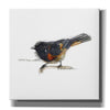 'Songbird Study IV' by Bruce Dean, Giclee Canvas Wall Art