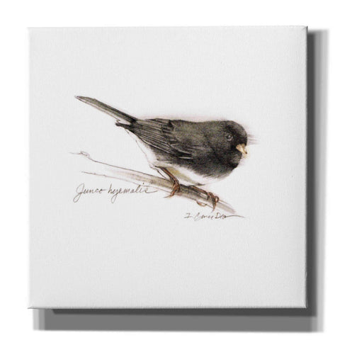 Image of 'Songbird Study V' by Bruce Dean, Giclee Canvas Wall Art