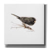 'Songbird Study V' by Bruce Dean, Giclee Canvas Wall Art