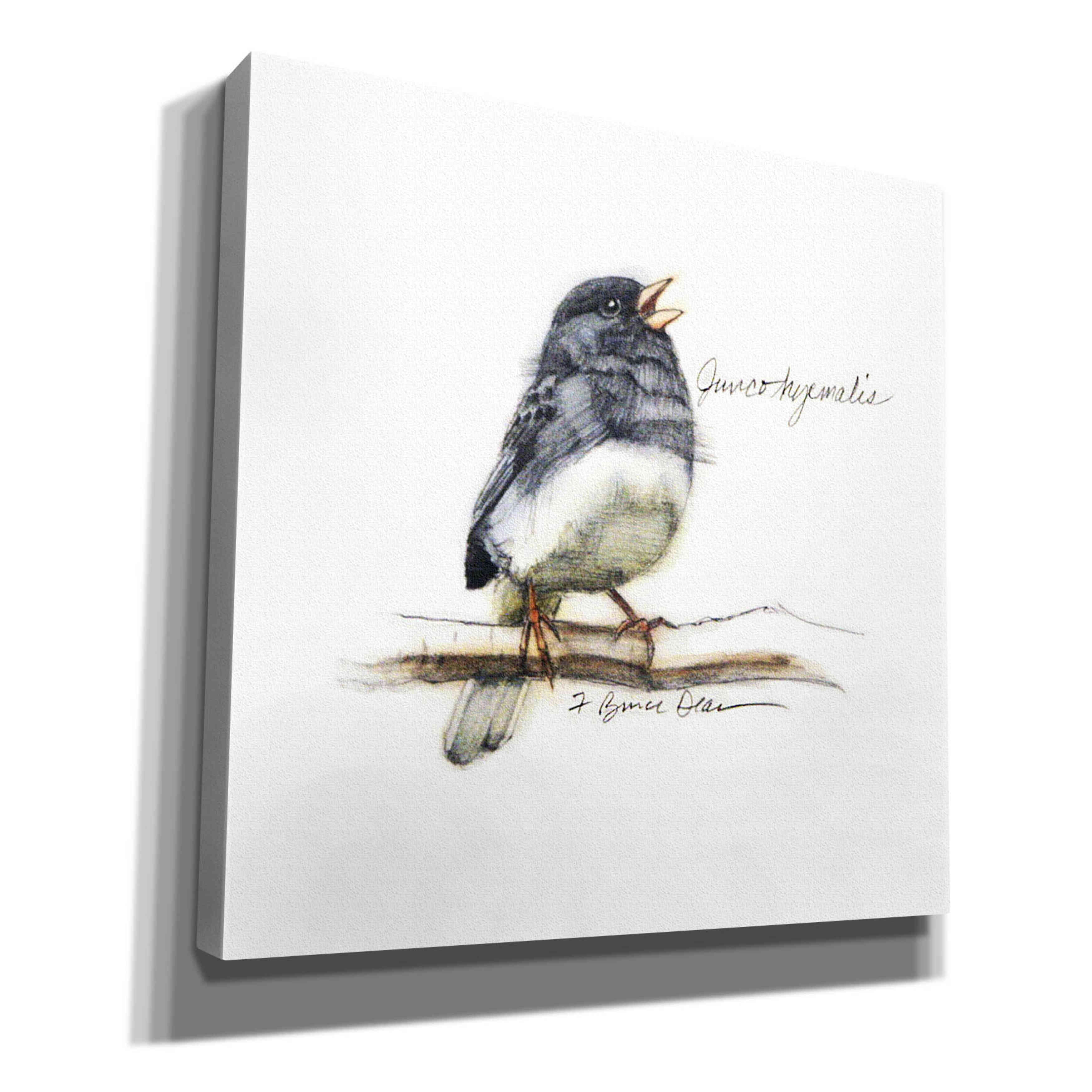 'Songbird Study VI' by Bruce Dean, Giclee Canvas Wall Art