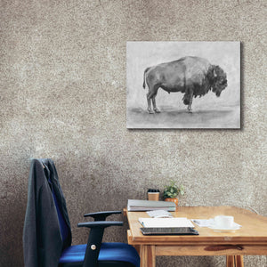 'Wild Bison Study I' by Emma Scarvey, Giclee Canvas Wall Art,34 x 26