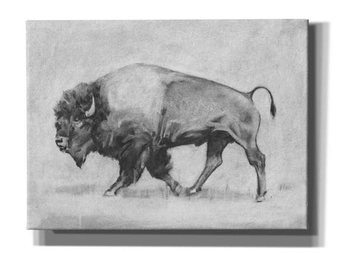 Image of 'Wild Bison Study II' by Emma Scarvey, Giclee Canvas Wall Art