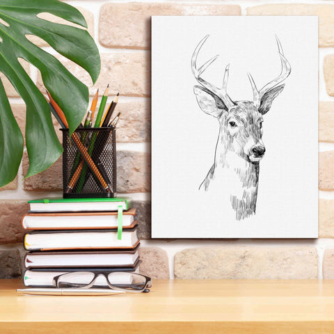 Image of 'Young Buck Sketch I' by Emma Scarvey, Giclee Canvas Wall Art,12 x 16
