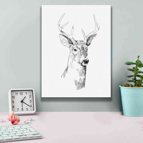 Image of 'Young Buck Sketch I' by Emma Scarvey, Giclee Canvas Wall Art,12 x 16