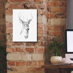 'Young Buck Sketch I' by Emma Scarvey, Giclee Canvas Wall Art,12 x 16