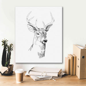 'Young Buck Sketch I' by Emma Scarvey, Giclee Canvas Wall Art,20 x 24