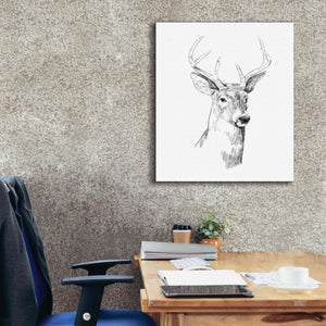 'Young Buck Sketch I' by Emma Scarvey, Giclee Canvas Wall Art,26 x 30
