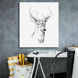 'Young Buck Sketch I' by Emma Scarvey, Giclee Canvas Wall Art,26 x 30