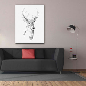 'Young Buck Sketch I' by Emma Scarvey, Giclee Canvas Wall Art,40 x 54