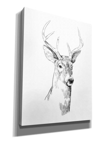 Image of 'Young Buck Sketch I' by Emma Scarvey, Giclee Canvas Wall Art