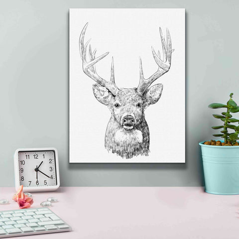 Image of 'Young Buck Sketch II' by Emma Scarvey, Giclee Canvas Wall Art,12 x 16