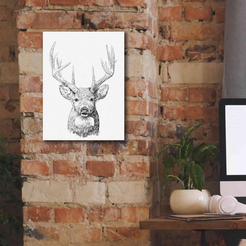 Image of 'Young Buck Sketch II' by Emma Scarvey, Giclee Canvas Wall Art,12 x 16