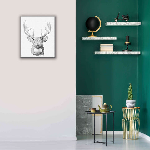 Image of 'Young Buck Sketch II' by Emma Scarvey, Giclee Canvas Wall Art,20 x 24