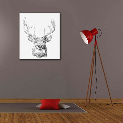 Image of 'Young Buck Sketch II' by Emma Scarvey, Giclee Canvas Wall Art,26 x 30