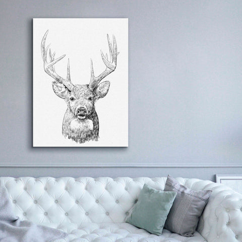 Image of 'Young Buck Sketch II' by Emma Scarvey, Giclee Canvas Wall Art,40 x 54