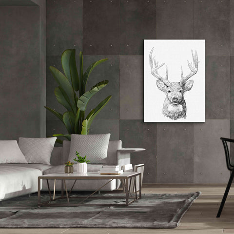 Image of 'Young Buck Sketch II' by Emma Scarvey, Giclee Canvas Wall Art,40 x 54