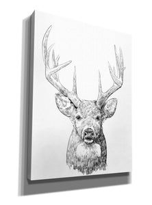 'Young Buck Sketch II' by Emma Scarvey, Giclee Canvas Wall Art