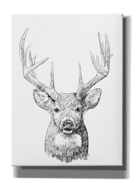 'Young Buck Sketch II' by Emma Scarvey, Giclee Canvas Wall Art