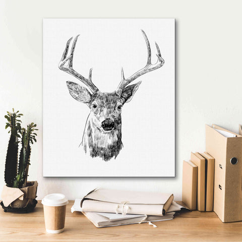 Image of 'Young Buck Sketch III' by Emma Scarvey, Giclee Canvas Wall Art,20 x 24