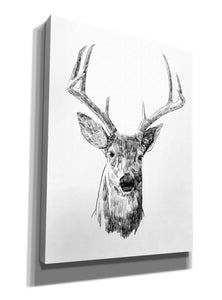'Young Buck Sketch III' by Emma Scarvey, Giclee Canvas Wall Art