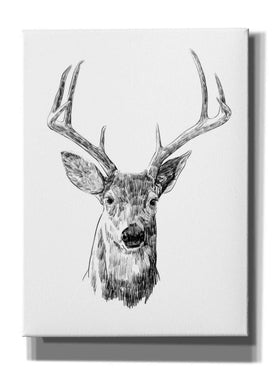 'Young Buck Sketch III' by Emma Scarvey, Giclee Canvas Wall Art