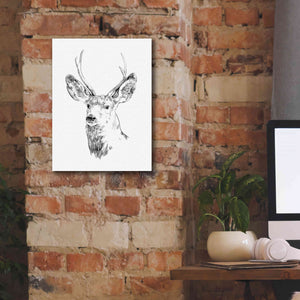 'Young Buck Sketch IV' by Emma Scarvey, Giclee Canvas Wall Art,12 x 16
