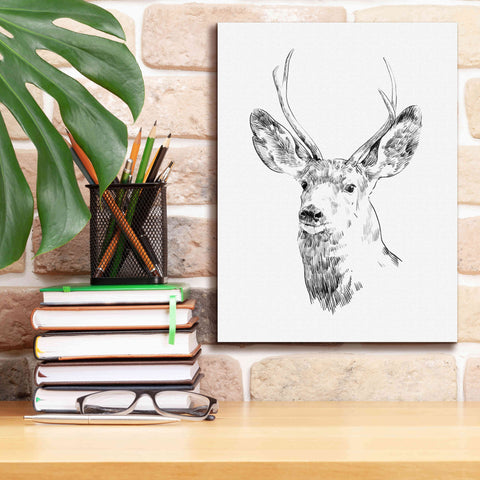 Image of 'Young Buck Sketch IV' by Emma Scarvey, Giclee Canvas Wall Art,12 x 16