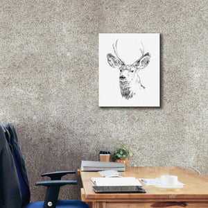 'Young Buck Sketch IV' by Emma Scarvey, Giclee Canvas Wall Art,20 x 24