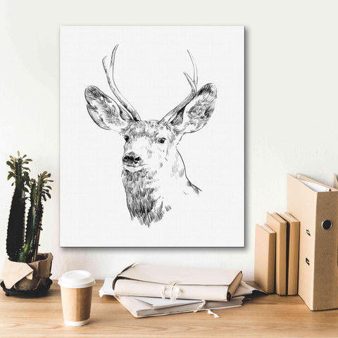 Image of 'Young Buck Sketch IV' by Emma Scarvey, Giclee Canvas Wall Art,20 x 24