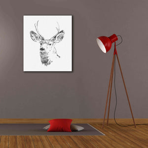 'Young Buck Sketch IV' by Emma Scarvey, Giclee Canvas Wall Art,26 x 30