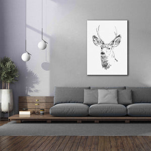 'Young Buck Sketch IV' by Emma Scarvey, Giclee Canvas Wall Art,40 x 54
