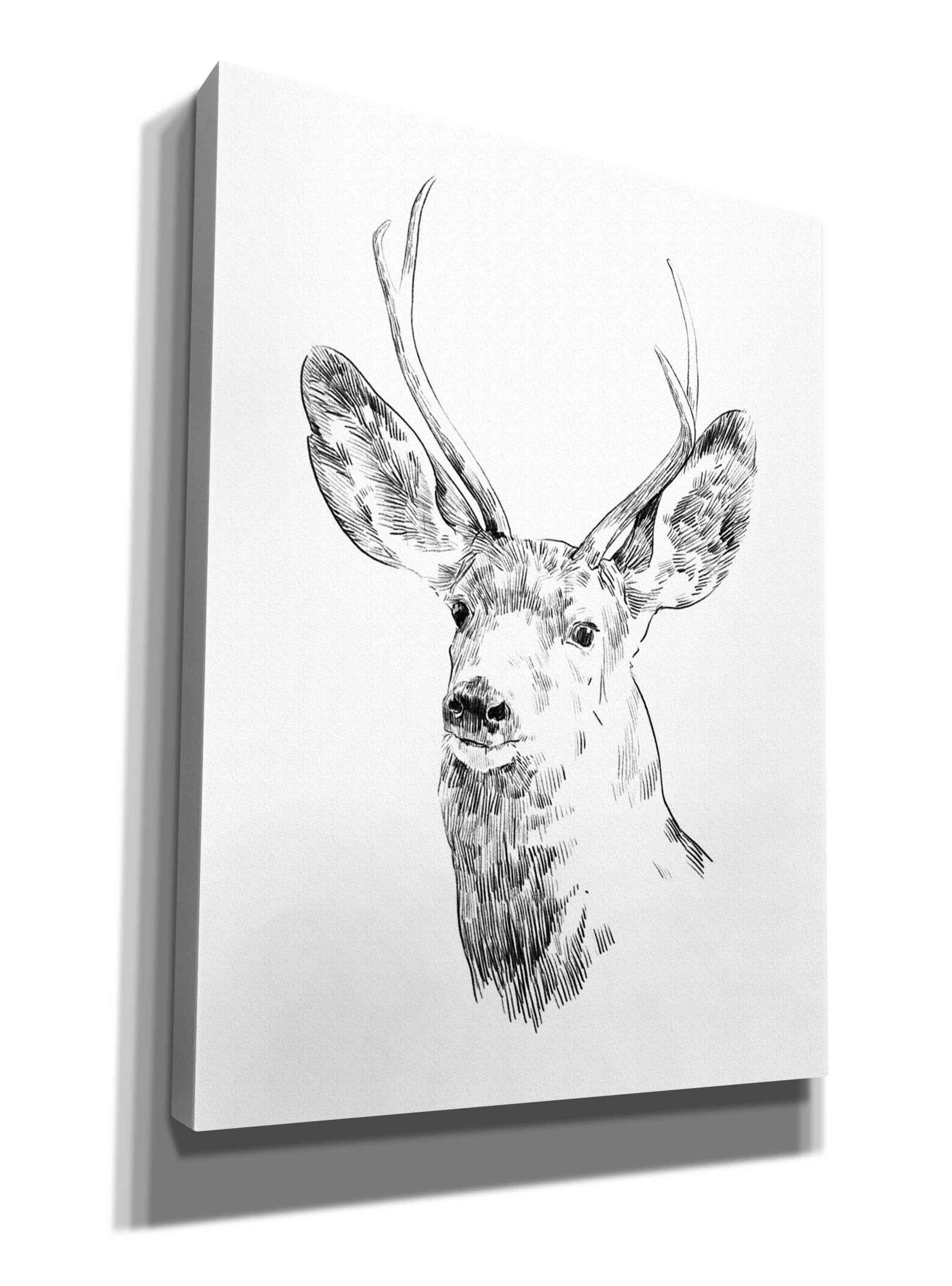 'Young Buck Sketch IV' by Emma Scarvey, Giclee Canvas Wall Art