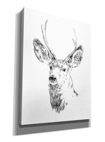 Image of 'Young Buck Sketch IV' by Emma Scarvey, Giclee Canvas Wall Art
