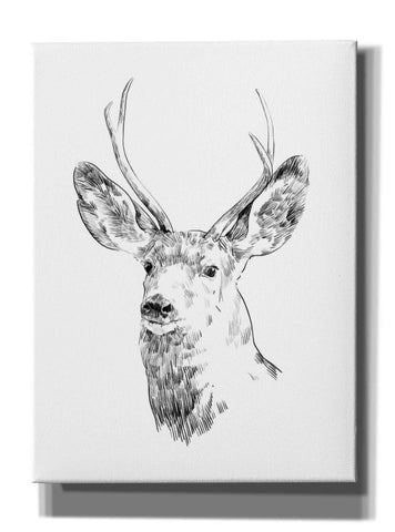 Image of 'Young Buck Sketch IV' by Emma Scarvey, Giclee Canvas Wall Art