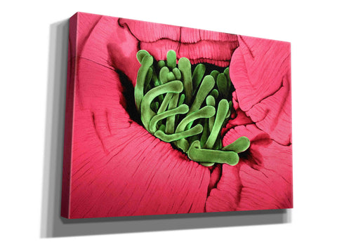 Image of 'Folds' by Rita Shimelfarb, Giclee Canvas Wall Art