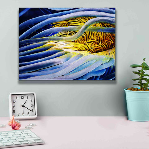 Image of 'Anemone Cerianthid' by Rita Shimelfarb, Giclee Canvas Wall Art,16x12