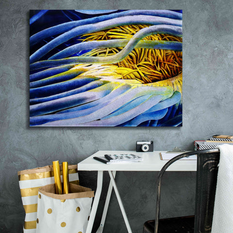 Image of 'Anemone Cerianthid' by Rita Shimelfarb, Giclee Canvas Wall Art,34x26