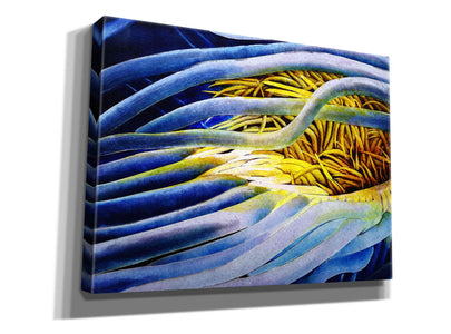'Anemone Cerianthid' by Rita Shimelfarb, Giclee Canvas Wall Art